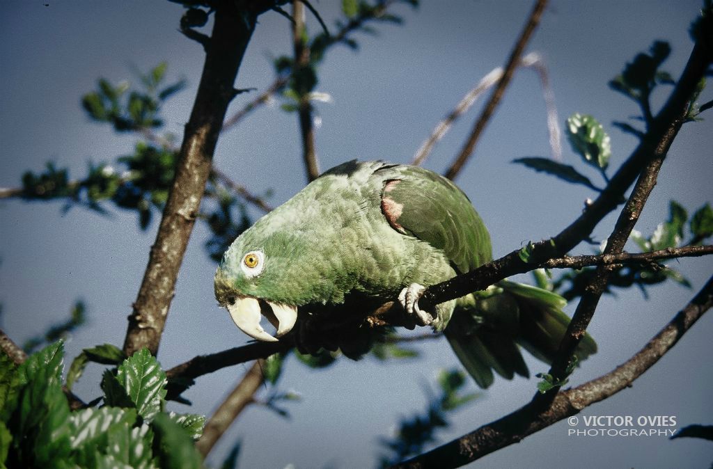 Nabusimaque - Parrot